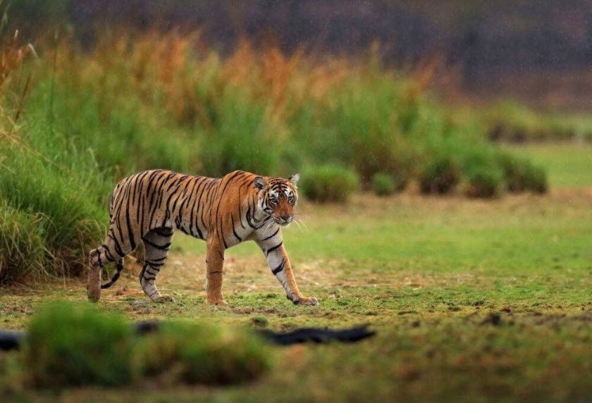 Katarniaghat Wildlife Sanctuary, Bahraich, Uttar Pradesh - Vushii.com Katarniaghat Wildlife Sanctuary, Bahraich, Uttar Pradesh - Vushii.com
